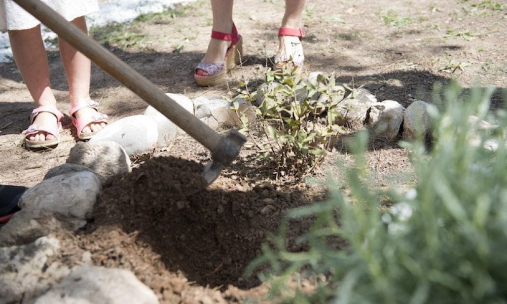Siembra de placentas